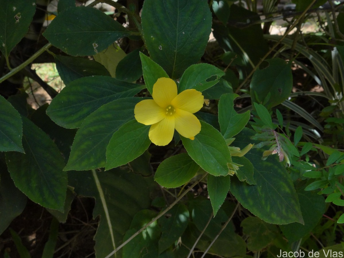 Reinwardtia indica Dumort.